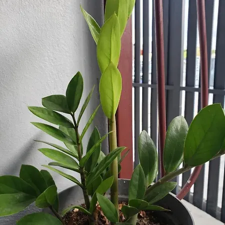 Apartamentos Elohim 2-2
